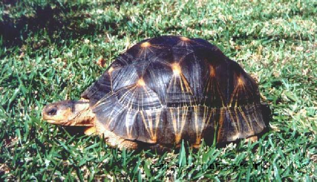 tortue terreste