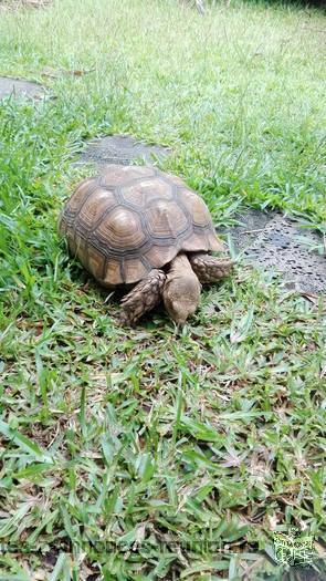 tortue sulcata