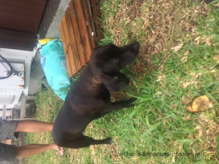 Donne petite chienne en adoption