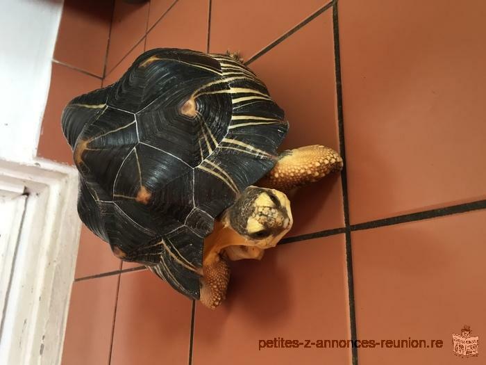 Tortue de terre