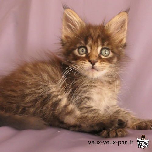 superbes chatons maine coon