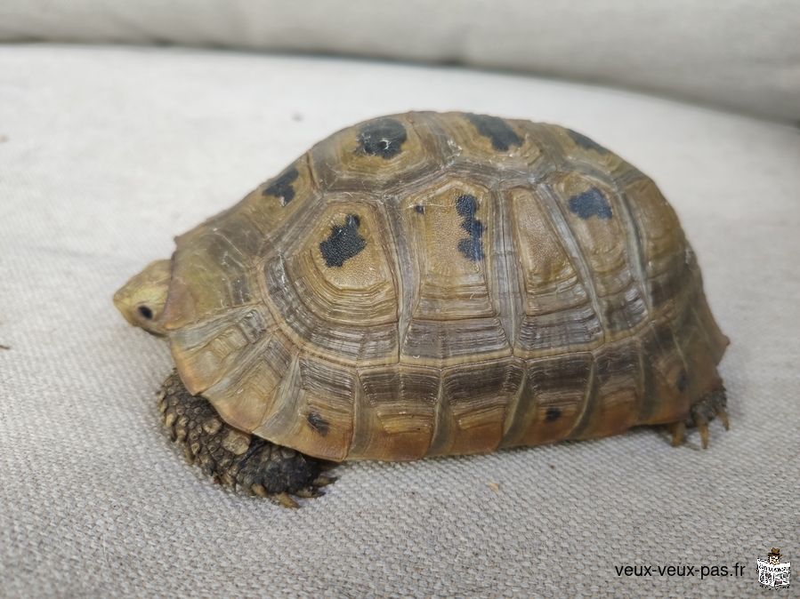 Tortue de terre Elongata