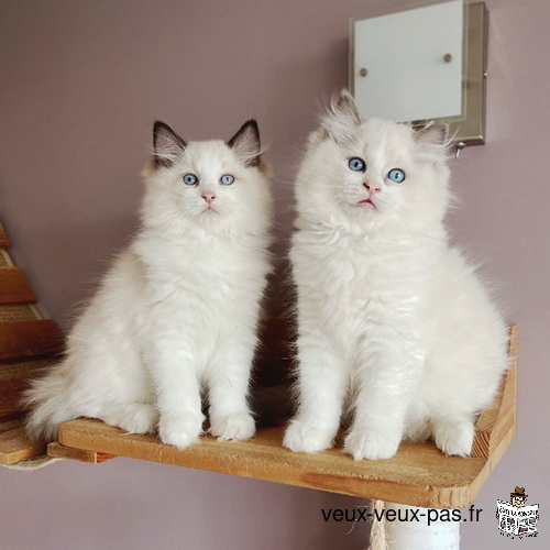 chatons ragdoll