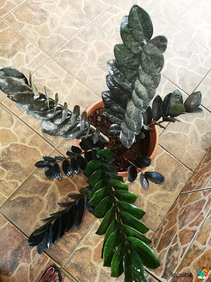 Gros pot de zamioculcas noir