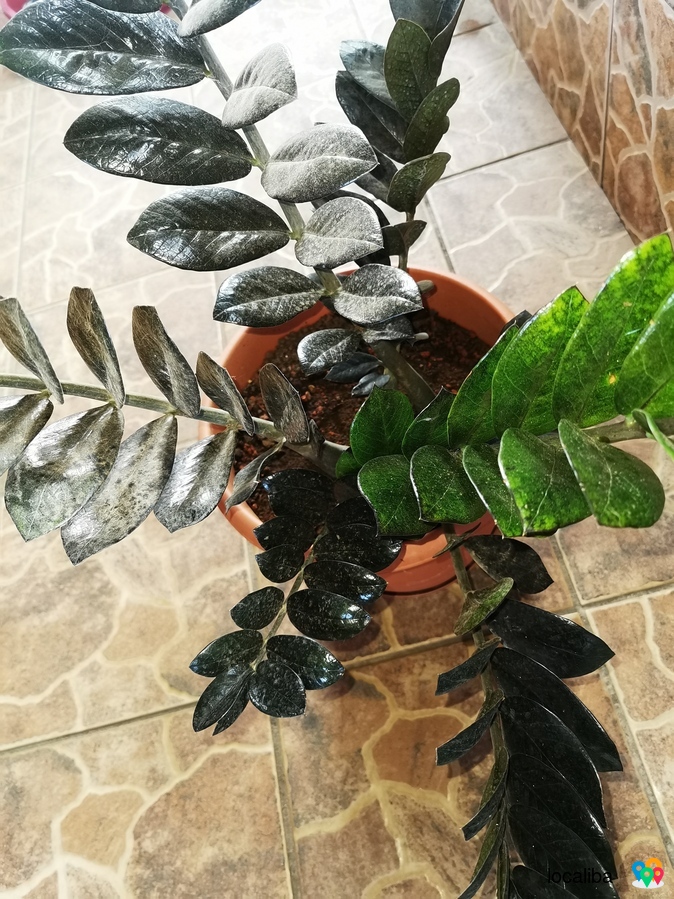 Gros pot de zamioculcas noir