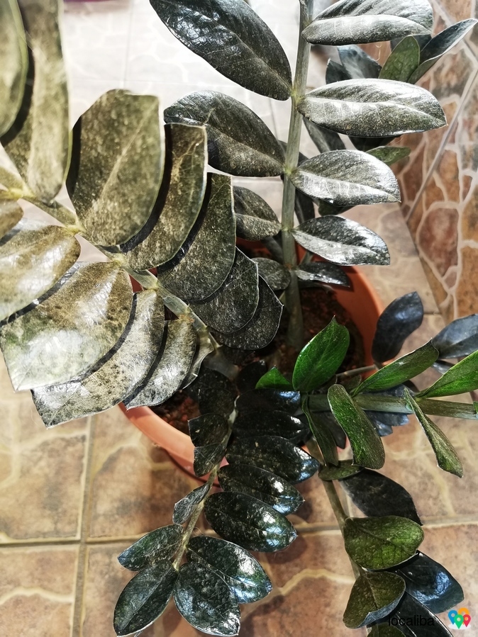 Gros pot de zamioculcas noir