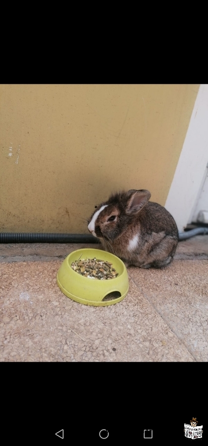 Lapin Mâle âgé de 11 mois