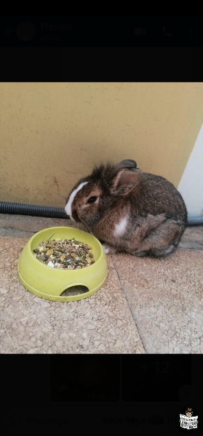 Lapin Mâle âgé de 11 mois