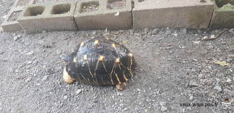 Male tortue radiata 28ans