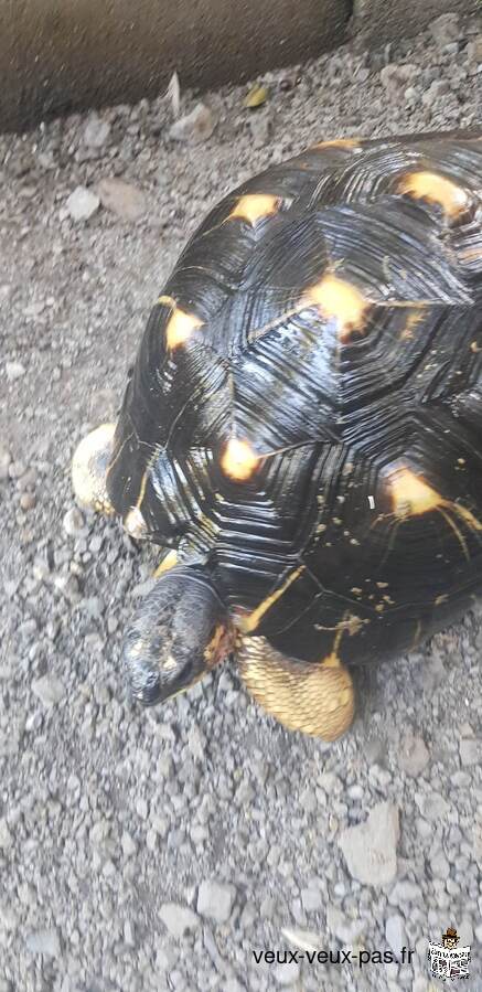 Male tortue radiata 28ans