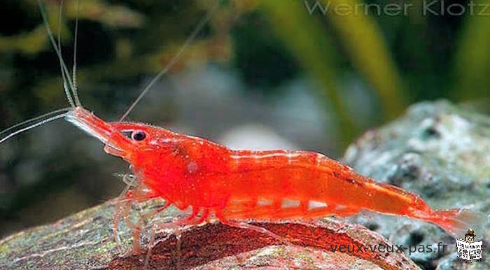 crevettes d'aquarium d'eau douce