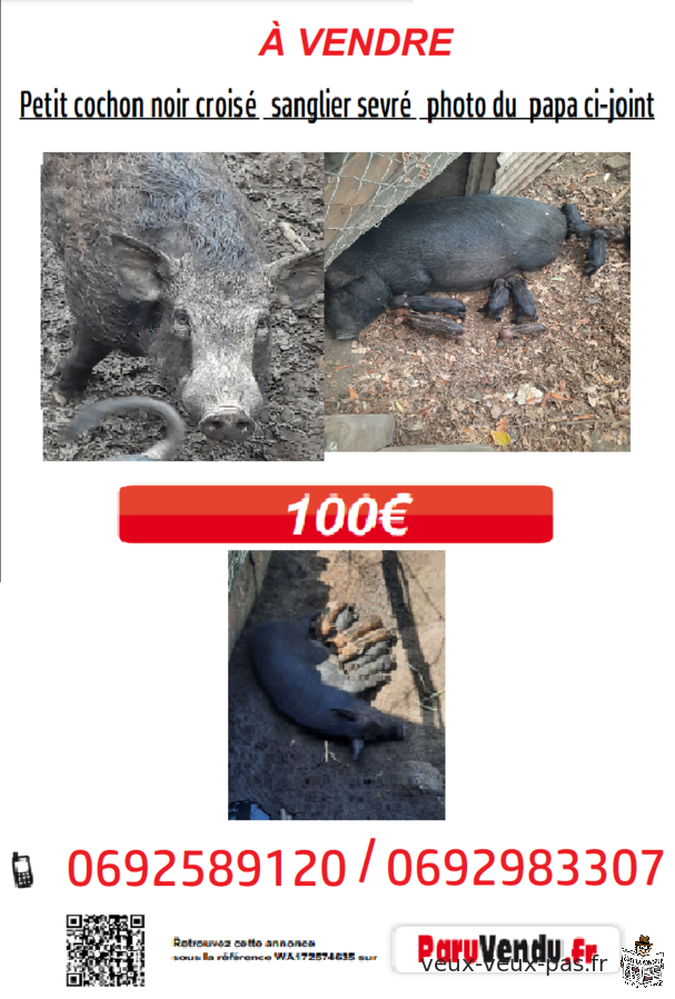 Petit cochon noir croisé sanglier sevré