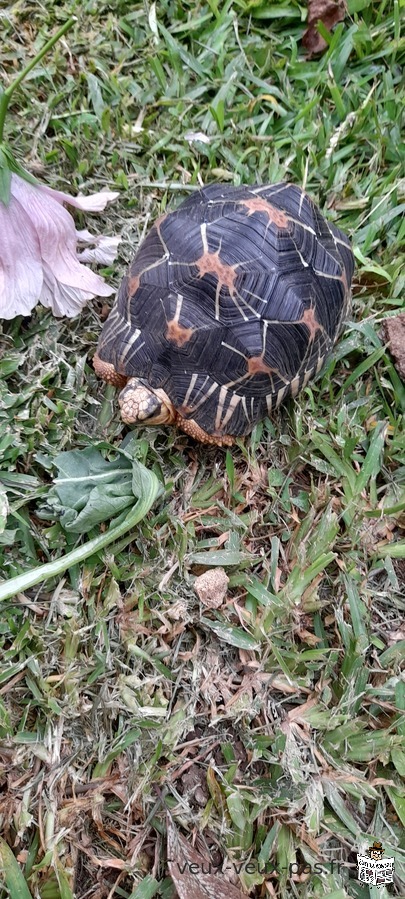 Tortue radiata