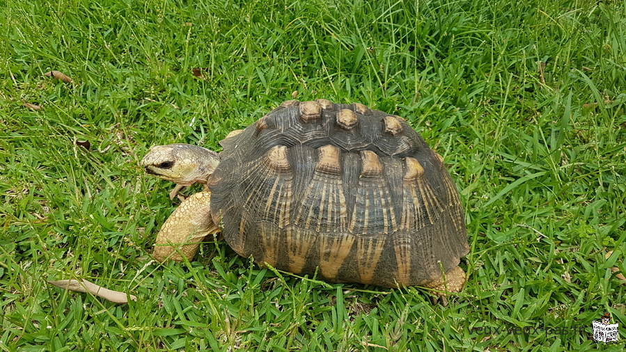 VENDS TORTUE