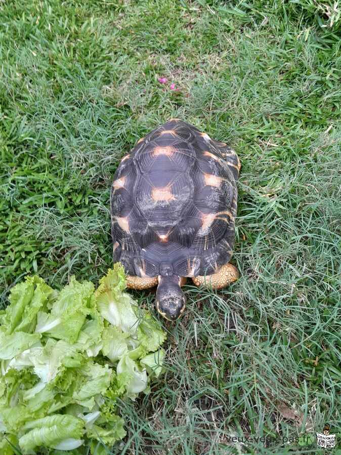 Tortue radiata male