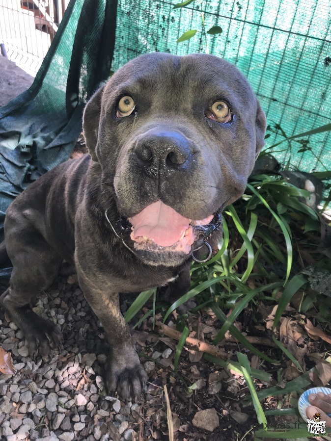 Propose cane corso mâle pour saillie