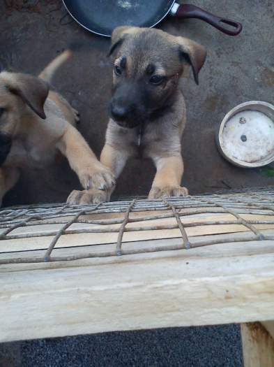 Vends chiot Berger Malinois (non lof)