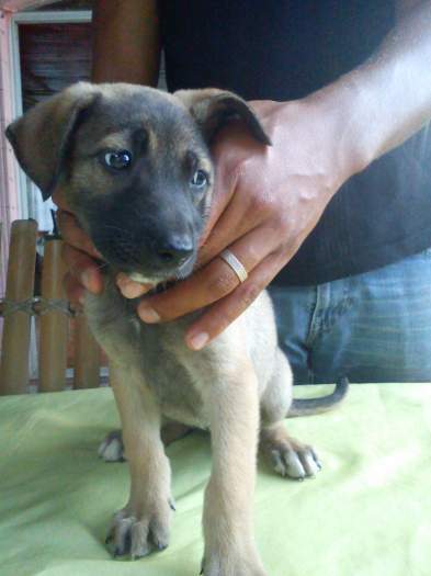 Vends chiot Berger Malinois (non lof)