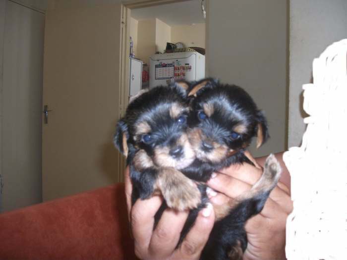 chiot type yorkshire terrier nain