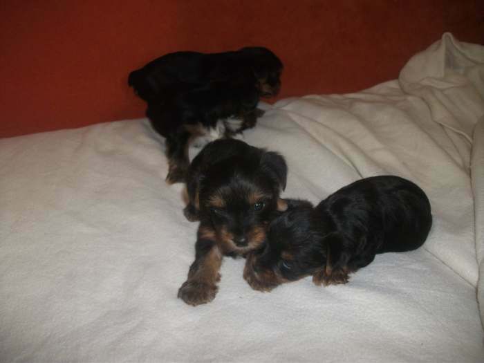 chiot type yorkshire terrier nain