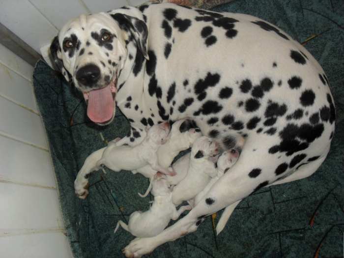 Chiots dalmatiens