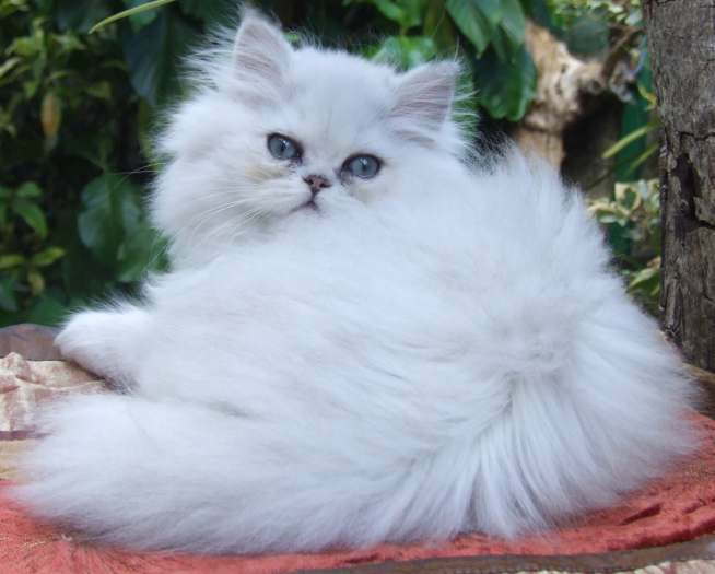 chaton persan chinchilla LOOF