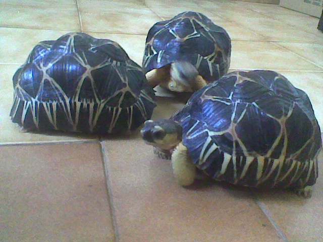 tortue de terre a vendre ou echange