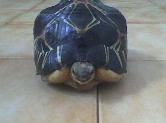 tortue de terre a vendre ou echange