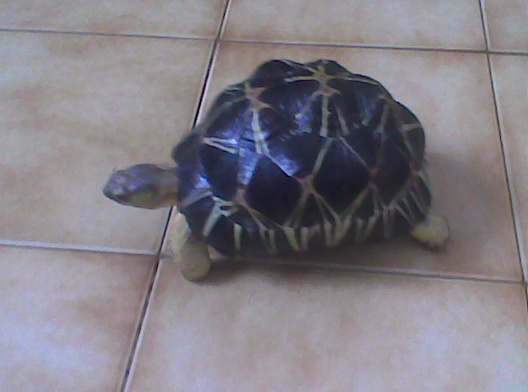 tortue de terre a vendre ou echange