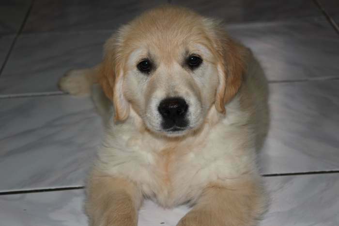 vend chiot golden retriever