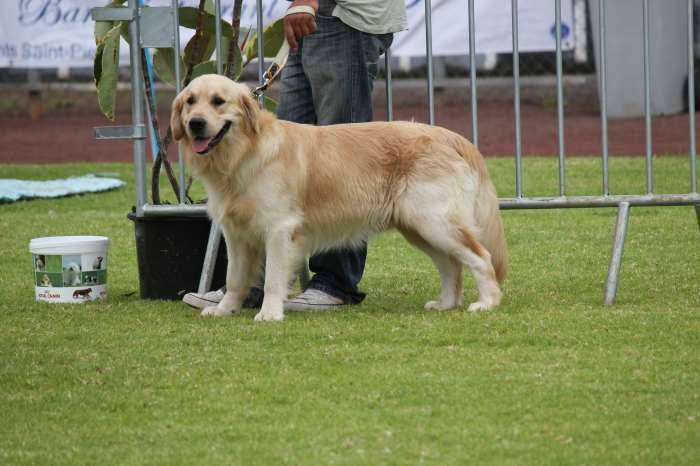 vend chiot golden retriever