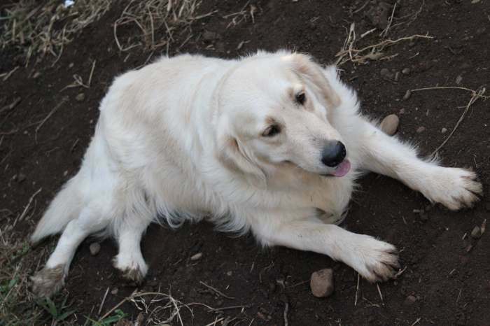 vend chiot golden retriever