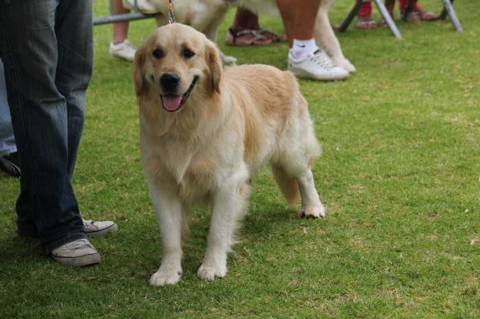 saillie mâle golden retriever