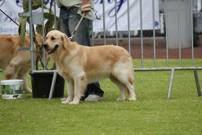 saillie mâle golden retriever