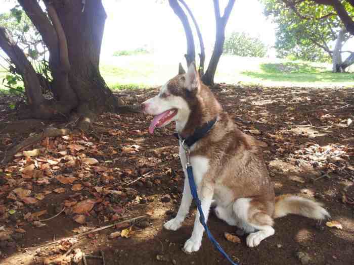 saillie male husky de Siberie