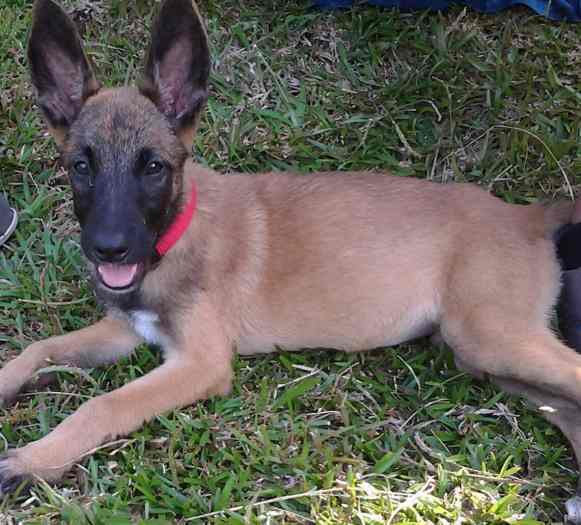 chiot berger belge malinois