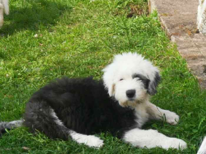 Magnifique bobtail femelle