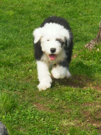 Magnifique bobtail femelle