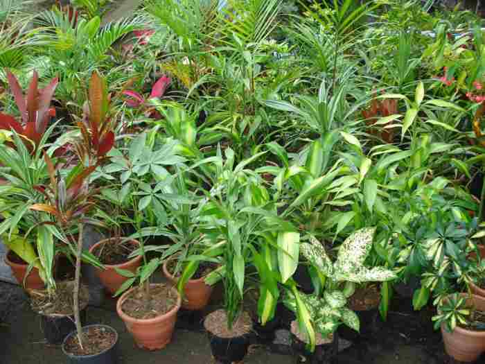 Plantes d'ornement