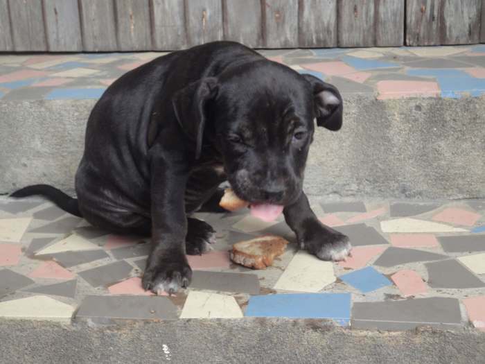 CHIOTS AMSTAFF