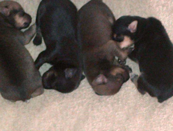 DON DE COUPLE CHIENS PINSCHER NAIN