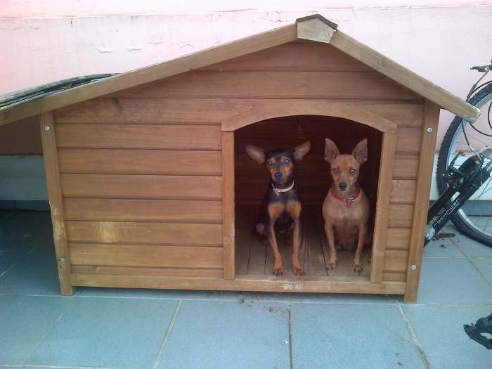 DON DE COUPLE CHIENS PINSCHER NAIN