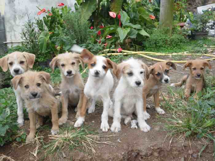 Donne chiots type "griffon"