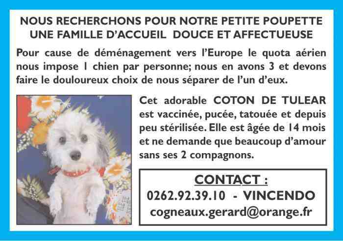 Coton de Tulear femelle