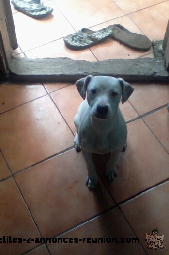 Vends chiot de type boxer