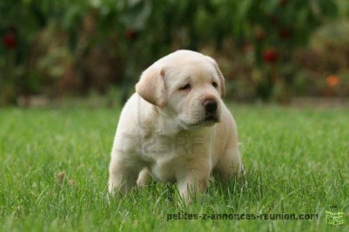 Superbes chiots labradors retrievers