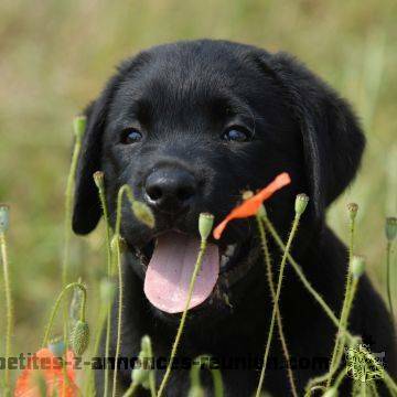 Superbes chiots labradors retrievers