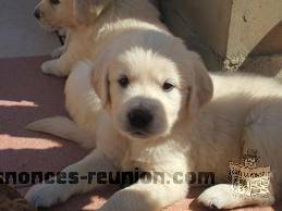 Magnifiques chiots golden retrievers