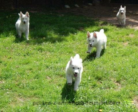 Chiots Berger Blanc Suisse Lof Pour adoptants Serieux