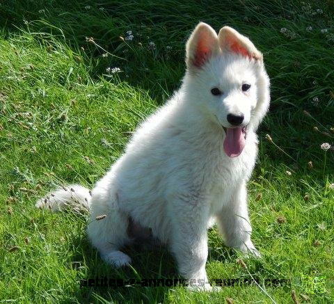 Chiots Berger Blanc Suisse Lof Pour adoptants Serieux